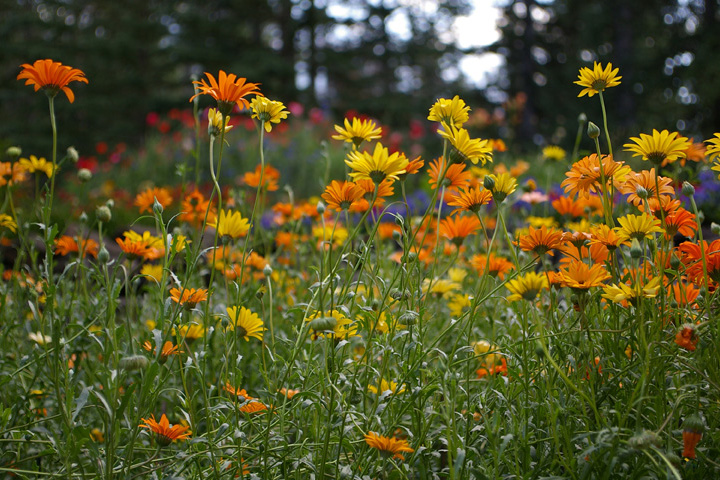 Canadian Flowers